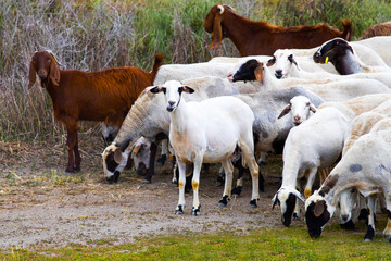 Goats walk in village, Breeding of domestic animals. Industrial animal husbandry, Livestock business concept, Farm with animals, Herd of goats grazes in field, they feed on grass in meadow