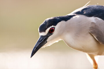 Kwak, Black-crowned Night Heron, Nycticorax nycticorax © AGAMI