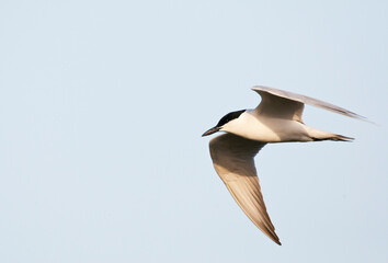 Lachstern, Gull-billed Tern, Gelochelidon nilotica