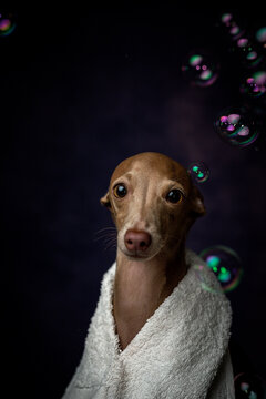 Italian piccolo dog getting ready for the bath