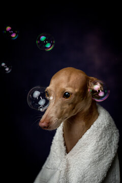 Italian piccolo dog getting ready for the bath