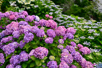 紫陽花
