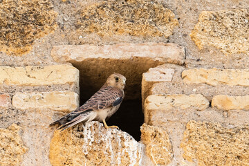 Kleine Torenvalk, Lesser Kestrel, Falco naumanni