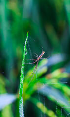 Spider sitting on the grass with green background. Dewdrops on spider closeup with green background for the wallpaper.