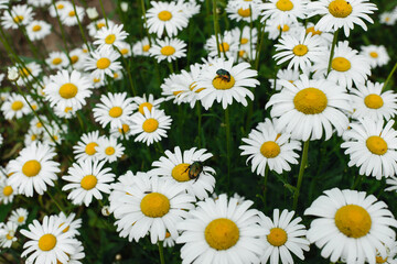 Field of daisies and a May bug. on a sunny summer day.