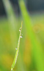 Transparent drops of water dew on the grass close up. Natural green background. water drops on the green grass for wallpaper.