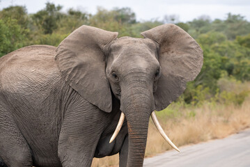 A majestic African elephant facing the camera with ears extended and held out to sides with bushveld in background.