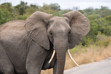 Obraz premium A majestic African elephant facing the camera with ears extended and held out to sides with bushveld in background.