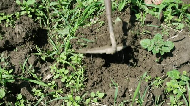 Farmer pulls out weeds with a hand tool