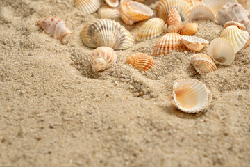 Seashells scattered on  sandy beach, summer holiday concept