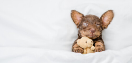Cozy Dachshund puppy sleeps on it back under warm white blanket at home an hugs favorite toy bear. Top down view. Empty space for text