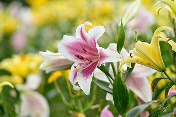 Naklejka premium 百合の花