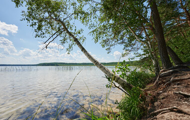 Birch tree on lake shore