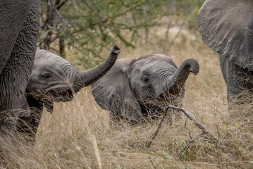 Two cute baby African elephants with trunks raised standing in long grass.