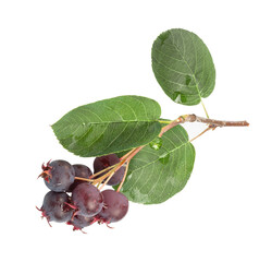 sprig of amelanchier berry isolated on white