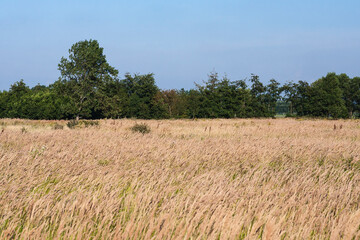 Landscape at Lentevreugd
