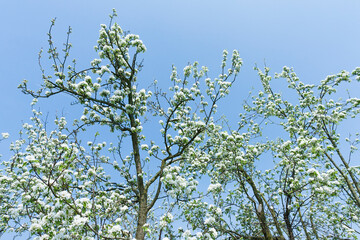 Flowering blossom tree
