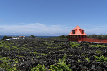 Pico Island Azores vineyard wine grapes protected by lava stone aerial view - obrazy, fototapety, plakaty