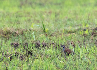 Madagaskarpatrijs, Madagascar Partridge, Margaroperdix madagarensis