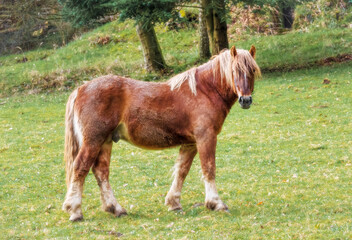 Pferd auf der Weide - Orton Effect