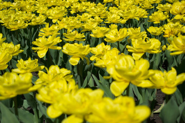 Obraz premium Blooming spring yellow tulips close-up. Full frame of tulips, soft selective focus