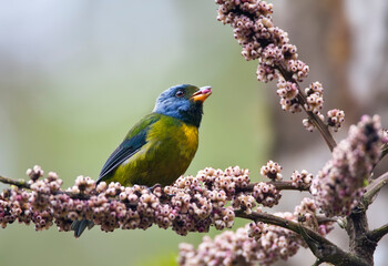 Groenrugtangare, Moss-backed Tanager, Bangsia edwardsi