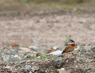 Weidegors, Meadow Bunting, Emberiza cioides castaneiceps