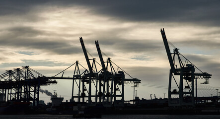 cranes at sunset