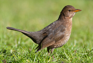 Merel, Eurasian Blackbird, Turdus merula