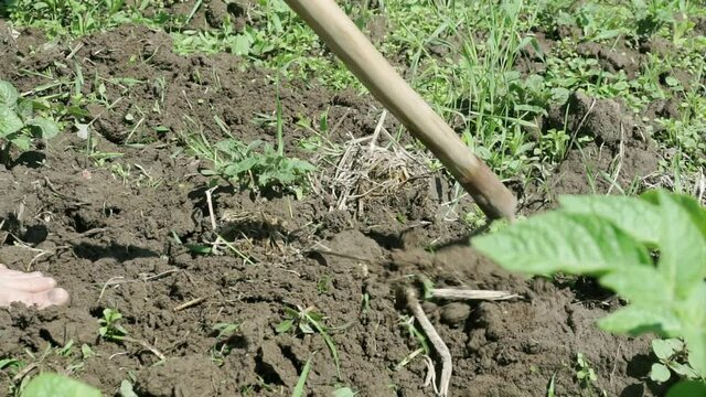 A farmer pulls out weeds with hand garden tools.