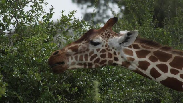 Giraffe eating acacia leaves, slow motion shot