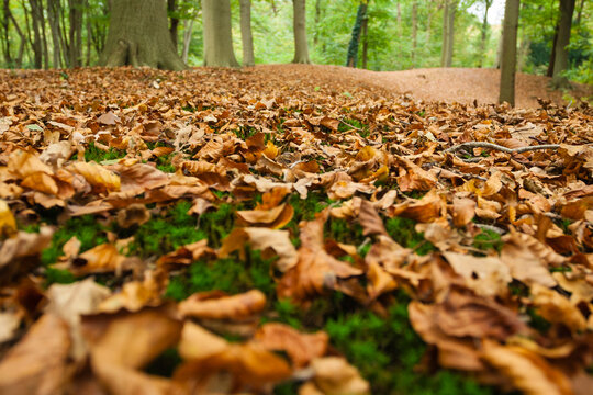 De Horsten Royal Estates in fall