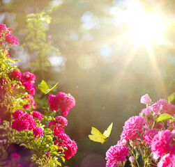 Art Beautiful wild purple rose flowers and butterfly in Summer morning haze in nature. Landscape...