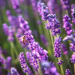 Selective focus Lavender flowers and bee, Blooming Violet fragrant lavender flower summer landscape. Growing Lavender, harvest, perfume ingredient, aromatherapy. Lavender field lit by sunlight