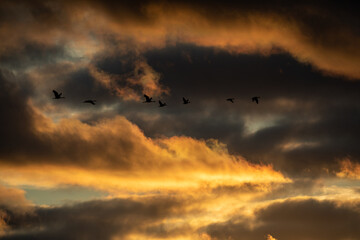 Bird watching in Prerow , north Germany, the cranes flying over the countryside early in October