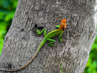 green lizard on a tree