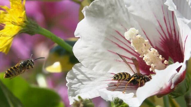 Bees Wasps on hibiscus white flower. Encounter.Busy .Flying and landig. Color flowers.