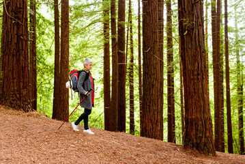 Senior woman with backpack hiking through a sequoia forest. lady exercising in nature