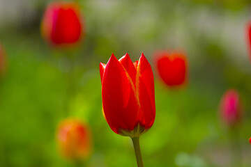Wonderful bright red tulips with green and yellow bushes in the background. Spring flowers on a warm sunny day. Close-up.