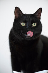 Schwarze Katze schleckt sich nach Fressen