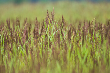 Close up of reedbed