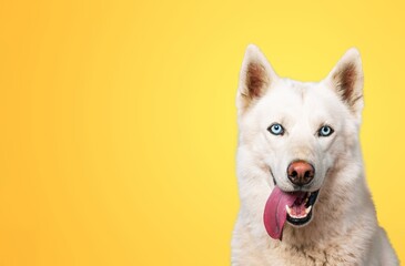 Dog.