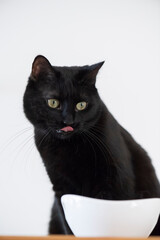 Sitzende schwarze Hauskatze