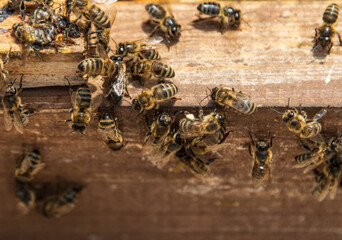 family of bees in a wooden house