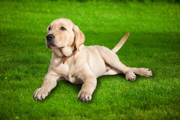 Puppy.