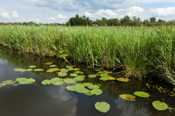 Landscape at Nationaal Park de Weerribben in summer