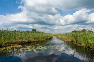Fototapeten Landscape at Nationaal Park de Weerribben in summer © AGAMI
