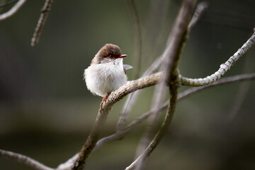 Variegated Fairy wren