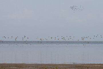 Vogels op Waddenzee, Birds at Wadden Sea