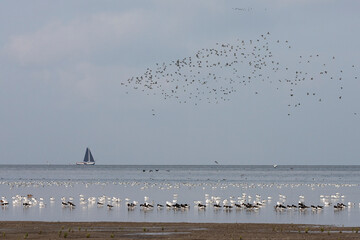 Vogels op Waddenzee, Birds at Wadden Sea